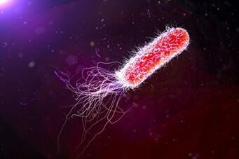 Escherichia coli